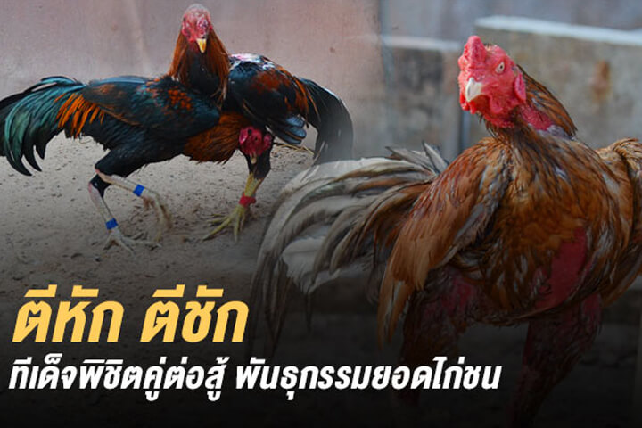 ไก่นักสู้