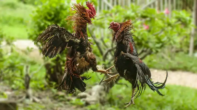 ชนไก่