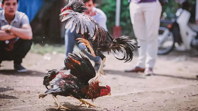 สายพันธุ์ไก่ชน