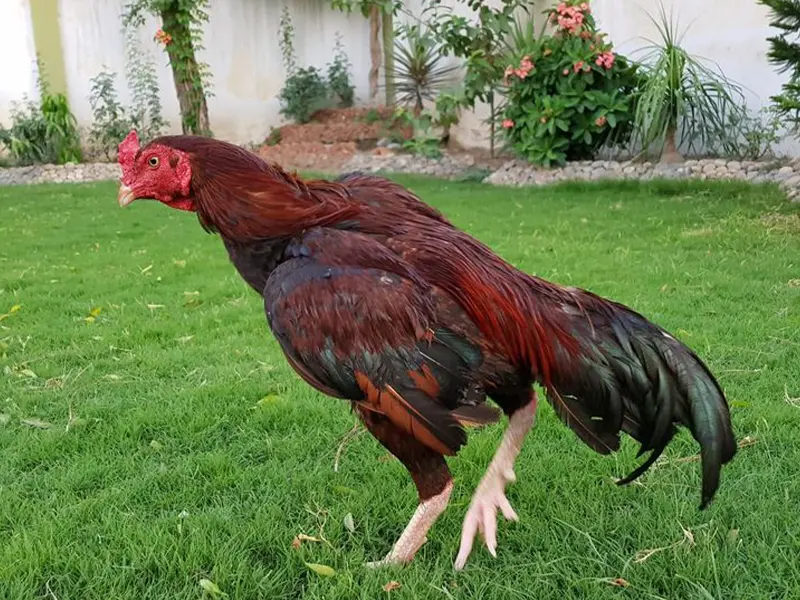 แทงไก่ชนออนไลน์ฟรี