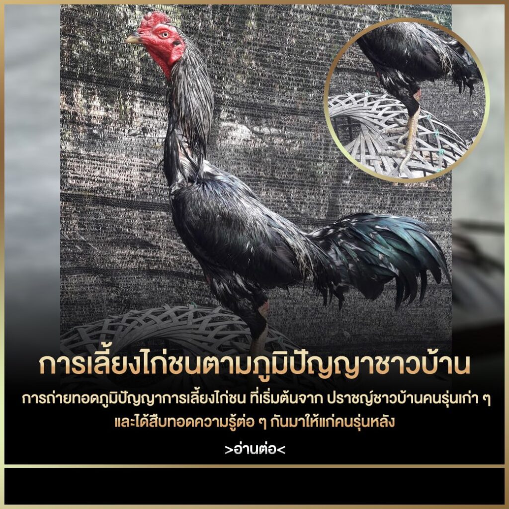 เว็บไก่ชน