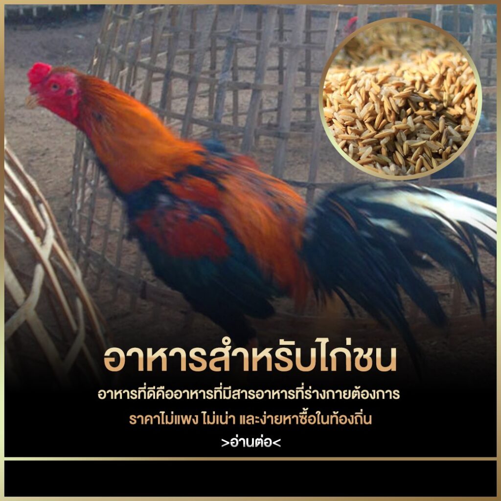 เว็บไก่ชน