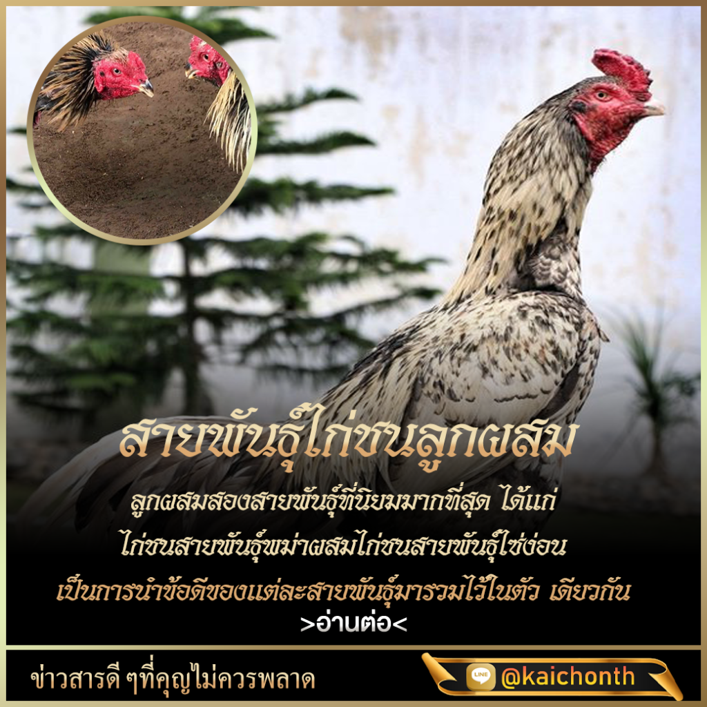 เว็บไก่ชน