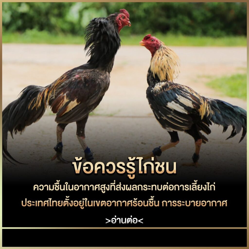 เว็บไก่ชน