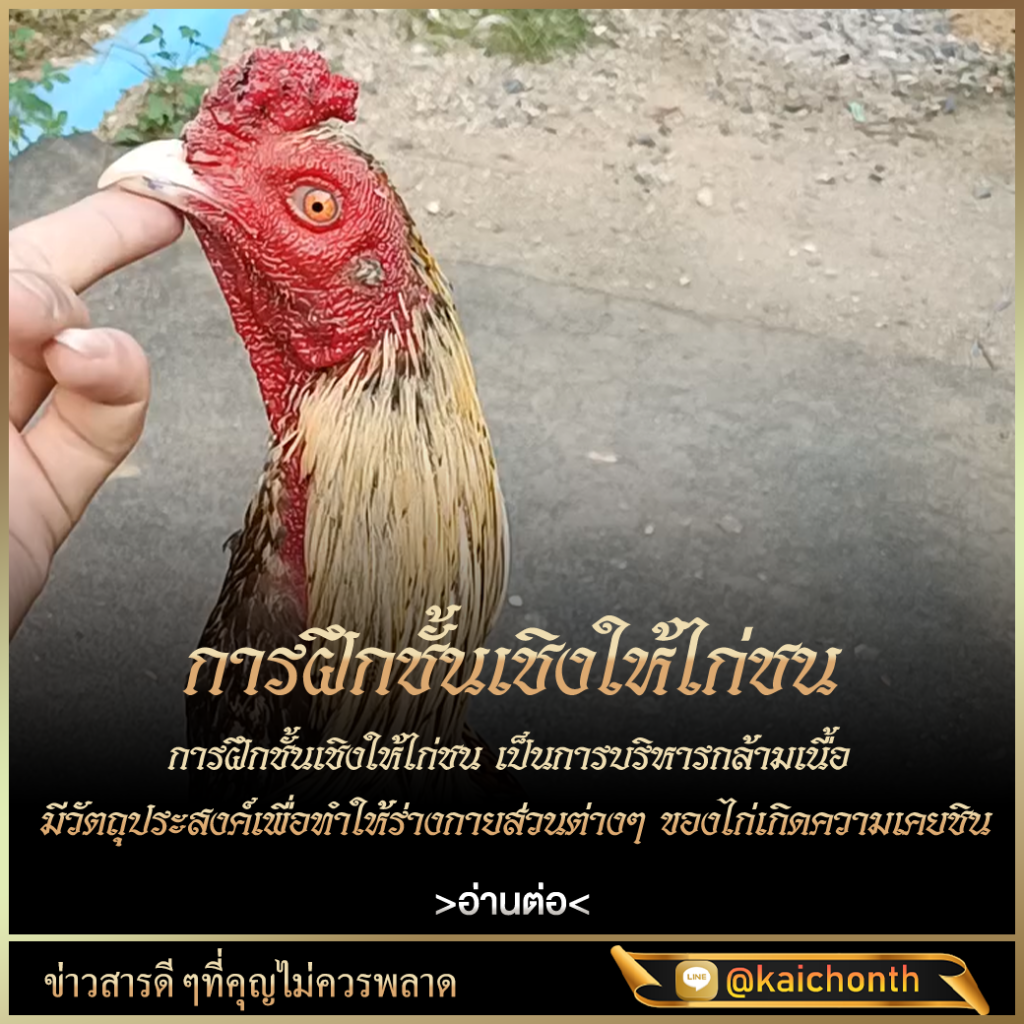 เว็บไก่ชน