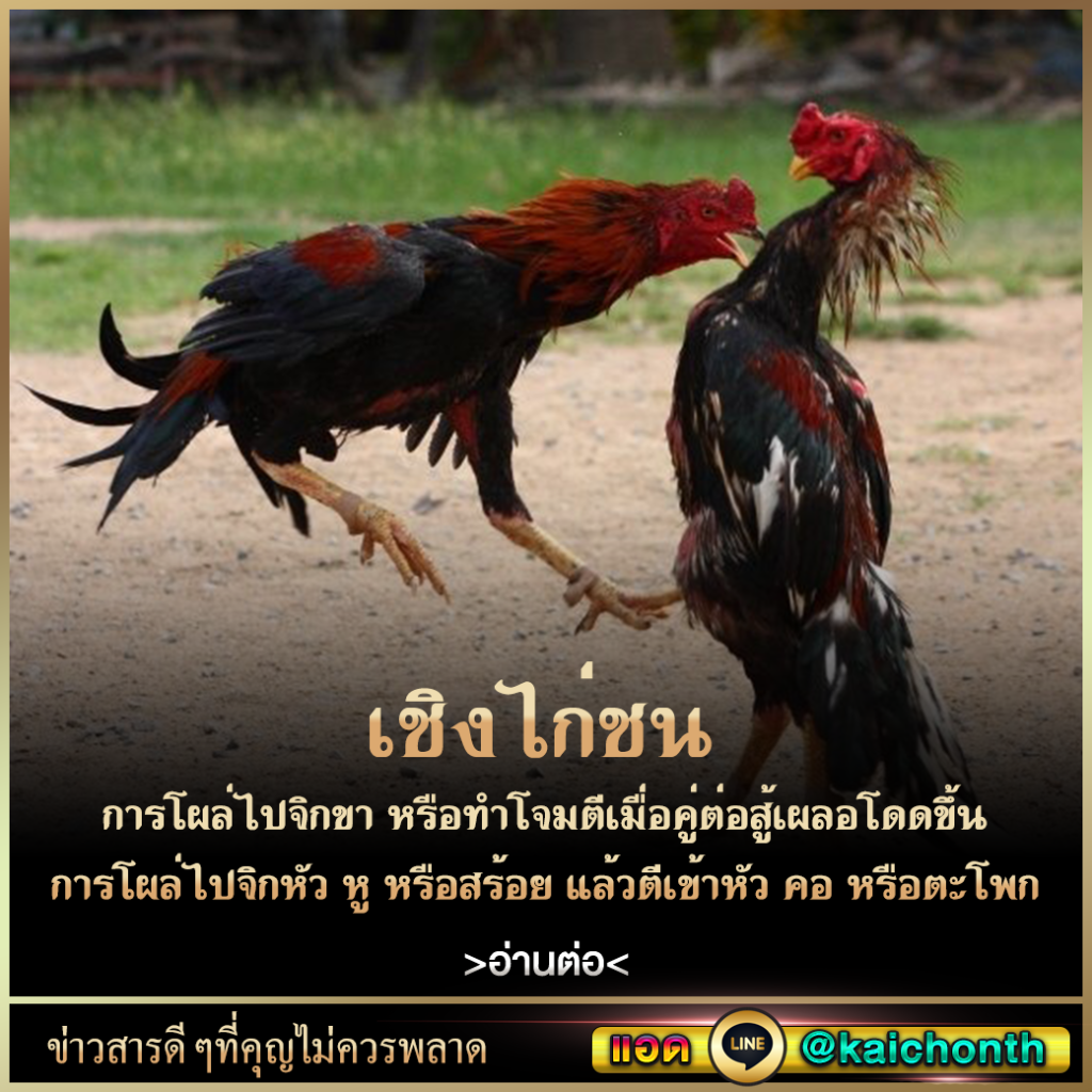 เว็บไก่ชน