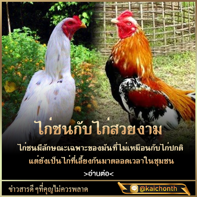 เว็บไก่ชน