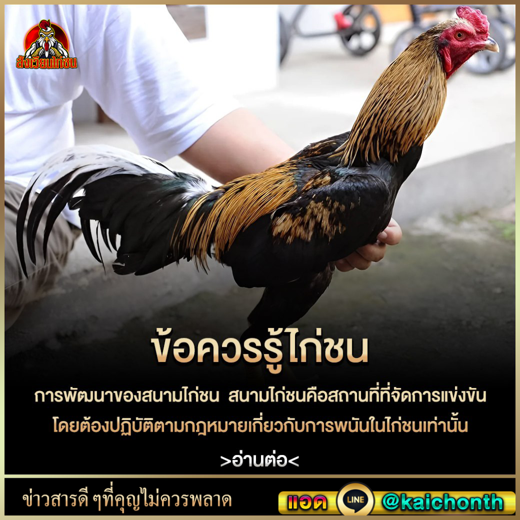 เว็บไก่ชน